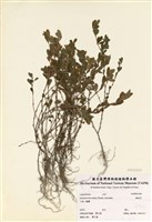 藏品(雞眼草)的圖片